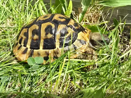 Żółw grecki Testudo Hermanni Boettgeri