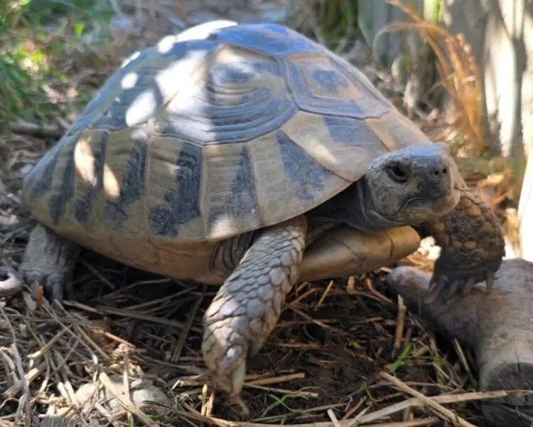 żółw dalmatyński testudo hermanni hercegovinensis