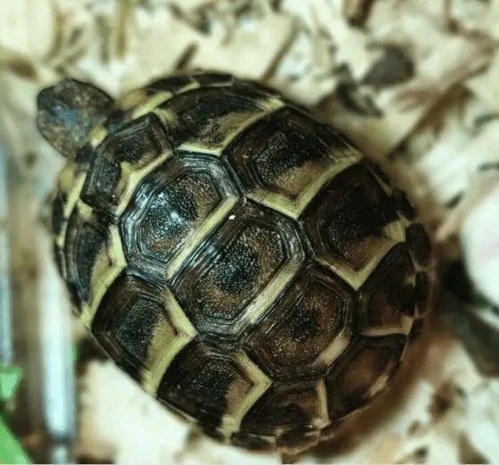 Żółwie greckie Testudo Hermanni Hermanni - obrazek 2