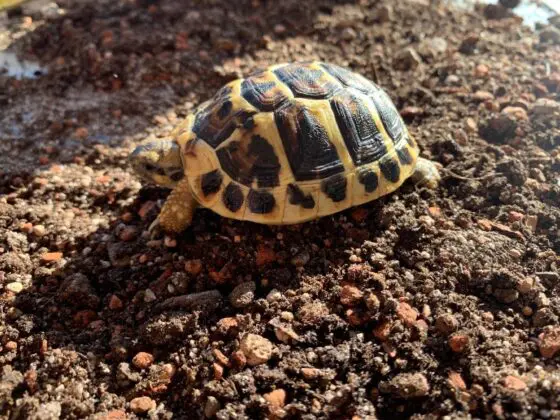 Żółwie greckie Testudo Hermanni Hermanni