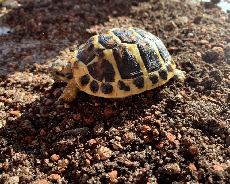 Żółwie greckie Testudo Hermanni Hermanni