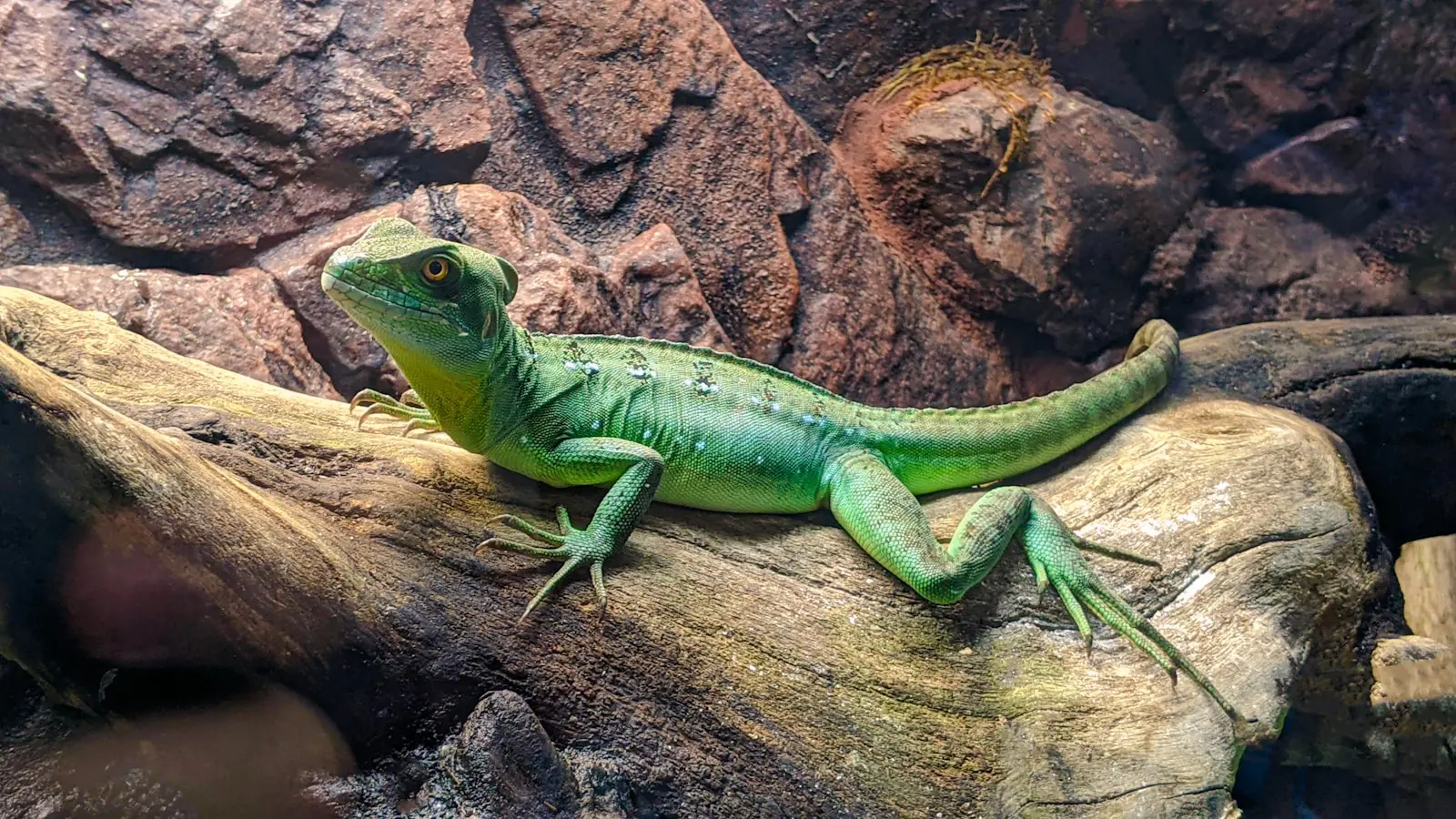 green lizard on brown wood