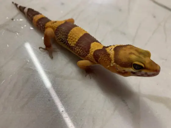 Gekon Lamparci Tangerine 03/2025 - obrazek 2