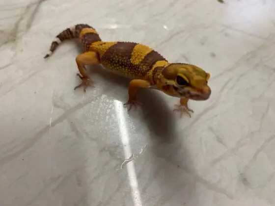 Gekon Lamparci Tangerine 03/2025 - obrazek 3