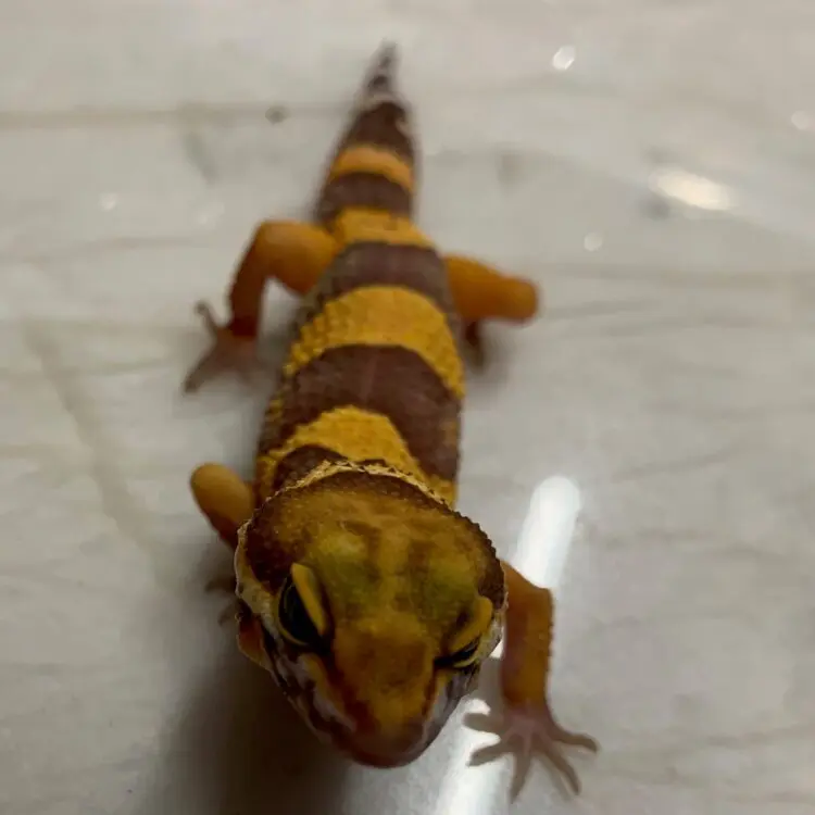 Gekon Lamparci Tangerine 03/2025
