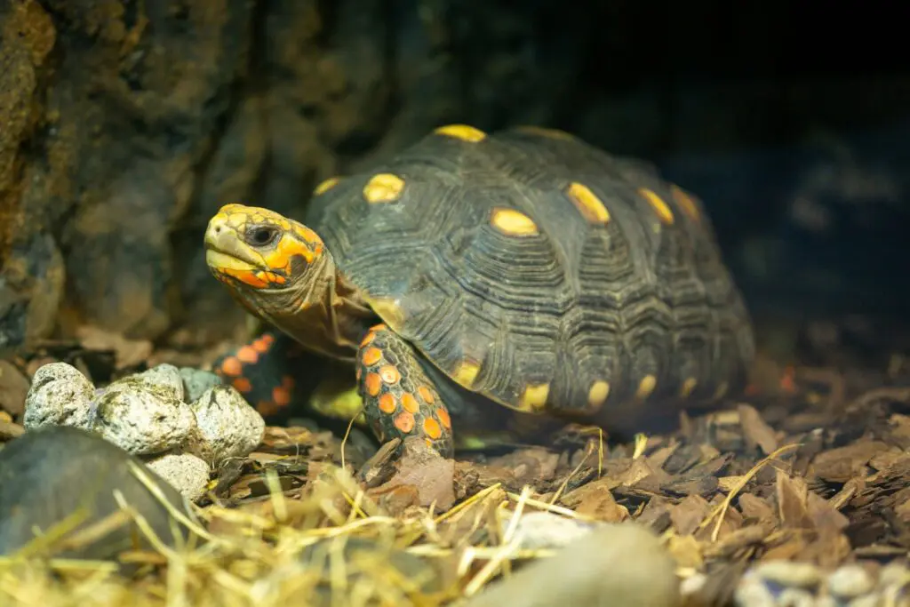 Żółw żabuti (Chelonoidis carbonarius) – tropikalny mieszkaniec Ameryki Południowej w domowym terrarium żółw żabuti chelonoidis carbonarius