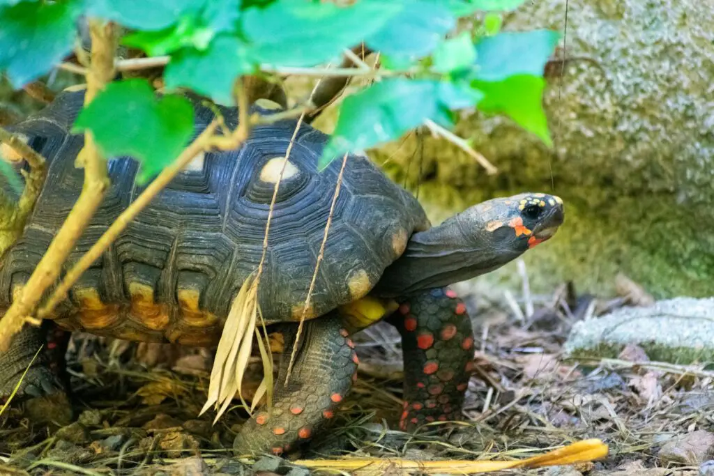 Żółw żabuti (Chelonoidis carbonarius) – tropikalny mieszkaniec Ameryki Południowej w domowym terrarium a tortoise walking on the ground next to a tree