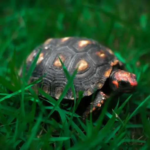 Żółw żabuti (Chelonoidis carbonarius) – tropikalny mieszkaniec Ameryki Południowej w domowym terrarium żółw żabuti chelonoidis carbonarius