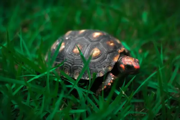 Żółw żabuti (Chelonoidis carbonarius) – tropikalny mieszkaniec Ameryki Południowej w domowym terrarium żółw żabuti chelonoidis carbonarius
