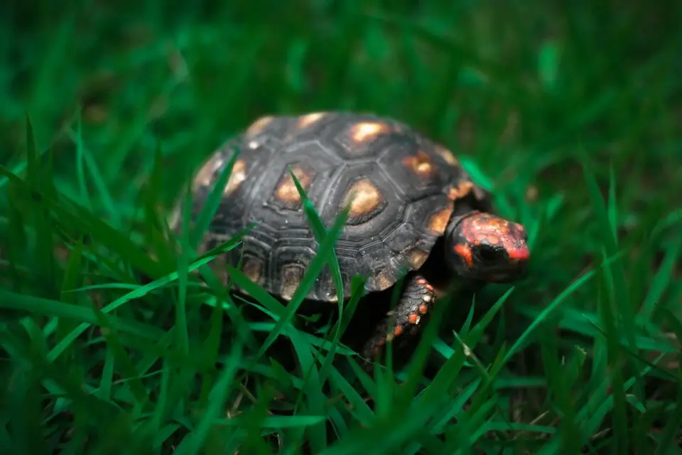 Żółw żabuti (Chelonoidis carbonarius) – tropikalny mieszkaniec Ameryki Południowej w domowym terrarium żółw żabuti chelonoidis carbonarius