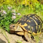 Mieszanka ziołowa dla żółwi - naturalne nasiona