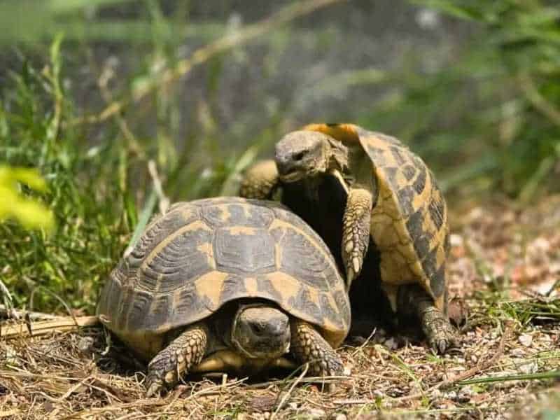 Rozpoznanie płci żółwi lądowych – Jakie są główne różnice pomiędzy samicą a samcem?