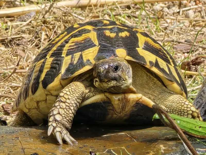woda dla żółwia