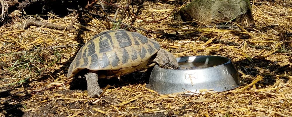 Hodowla żółwi lądowych czy żółw pije wodę