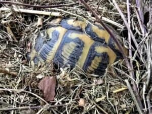 hibernacja żółwi lądowych