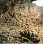 Ścianka korkowa z kory dębu - obrazek 2