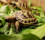 Żółwie stepowe testudo horsfieldi