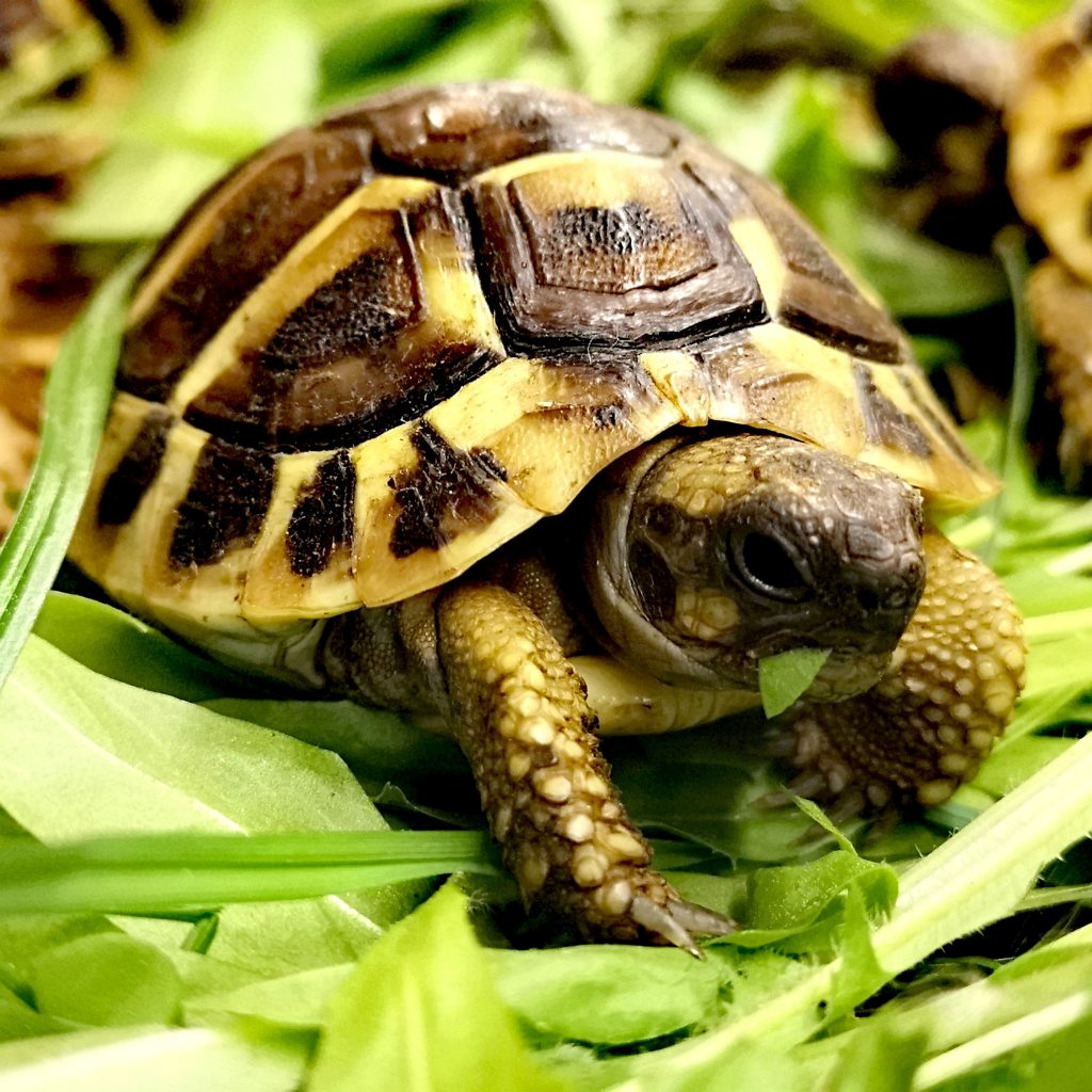 żółw grecki