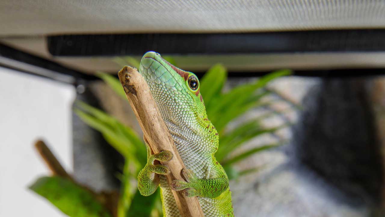 intense basking spot