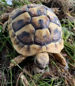 Hermanni Boettgeri żółw grecki