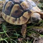 żółw grecki testudo hermanni boettgeri