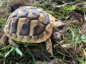 Hermanni Boettgeri żółw grecki