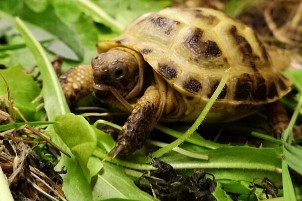 suszone zioła pokarm dla żółwi zolw stepowy