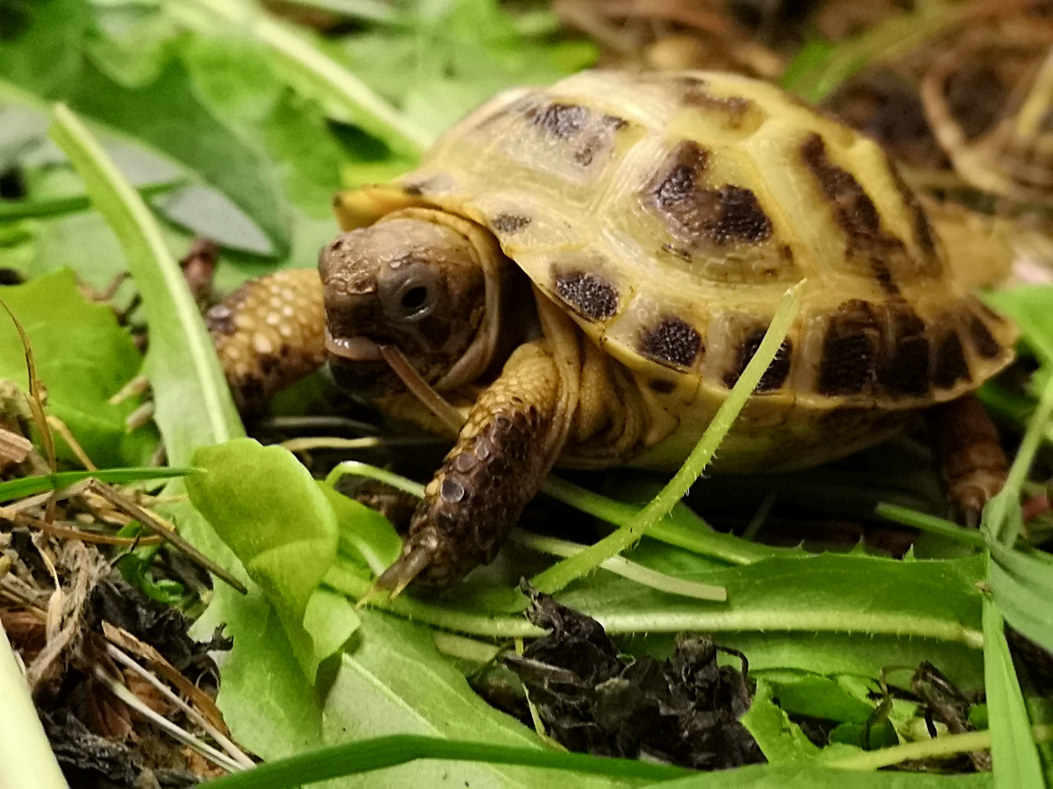 Co żółwie mogą jeść zimą? suszony pokarm dla żółwia