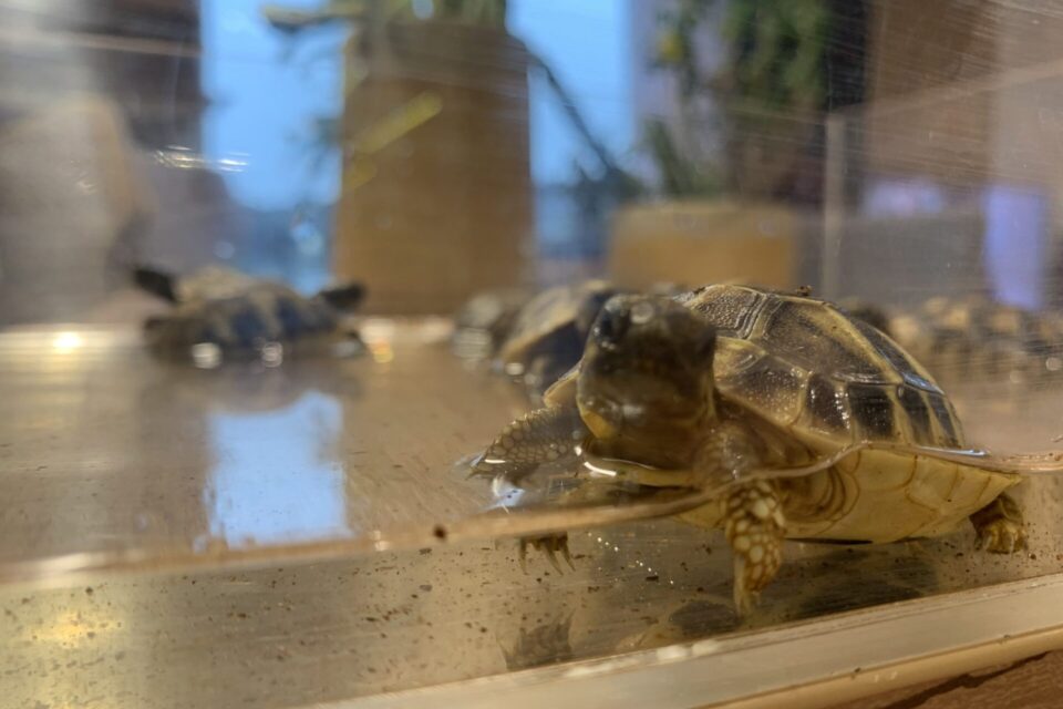 Czy trzeba kąpać żółwie lądowe?