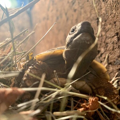 Rozpoznanie płci żółwi lądowych