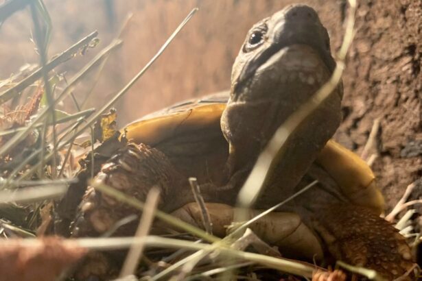 Rozpoznanie płci żółwi lądowych