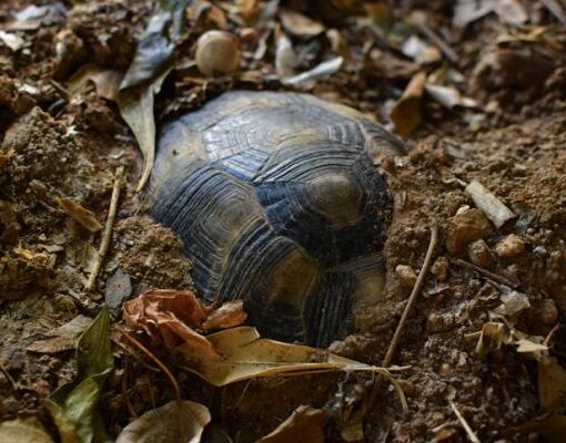 blog o żółwiach hibernacja żółwi lądowych