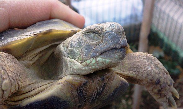 hibernacja żółwi lądowych