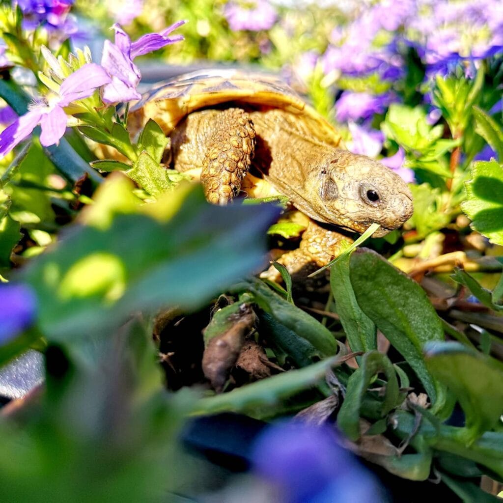 Znaczenie słońca i witaminy D₃ a prawidłowa suplementacja żółwi. IMG_20200813_222559_603.jpg