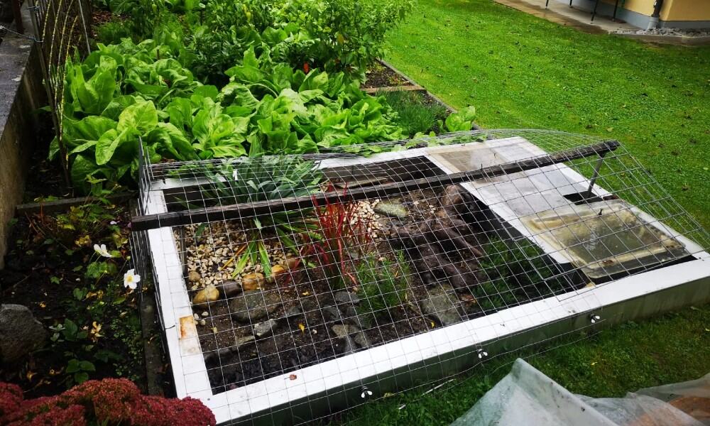 wybieg dla żółwia