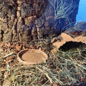 miseczka do terrarium