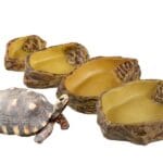 miseczka na wodę dla gadów exoterra