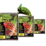 podłoże rain forest dla kameleonów