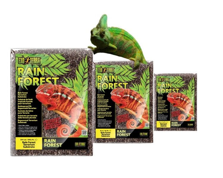 podłoże rain forest dla kameleonów
