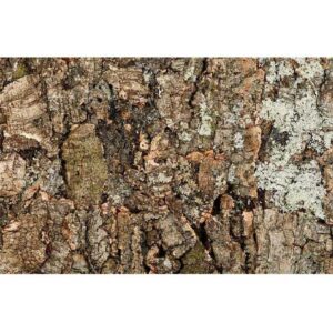 Naturalna kora dębu tło do terrarium