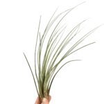 Oplątwa Juncea - kolekcja Tillandsia
