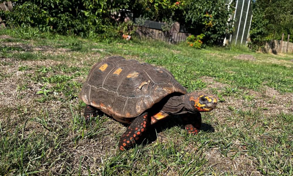 żółw do ogrodu