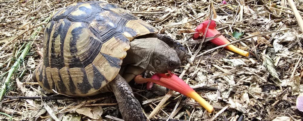 Żywienie żółwi lądowych – suszony pokarm dla żółwia