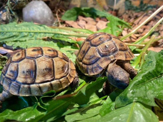 żółwie sródziemnomorskie żółwie mauretańskie żółwie iberyjskie