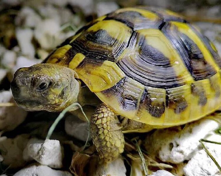 żółw grecki żółwie lądowe