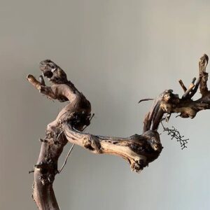 Korzeń winorośli do terrarium