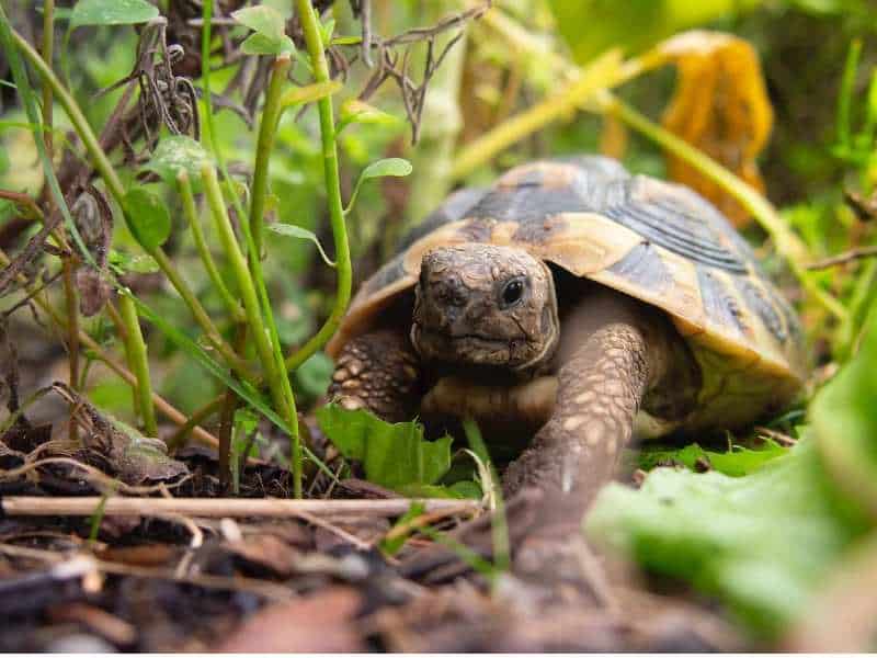 żółw domowy nasiona dla żółwia lądowego mieszanka ziołowa dla żółwia nasiona dla żółwi