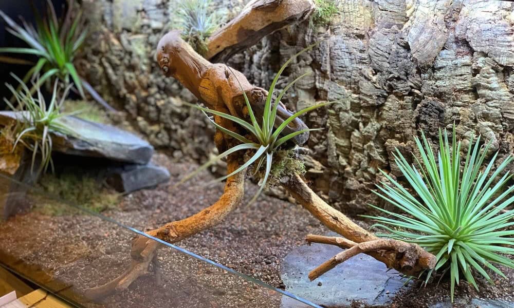 Hodowla żółwi lądowych Hodowla żółwi lądowych