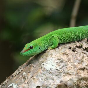 Felsuma madagaskarska Phelsuma grandis – dodatkowe zdjęcie produktu Exo Terra Calcium + D3