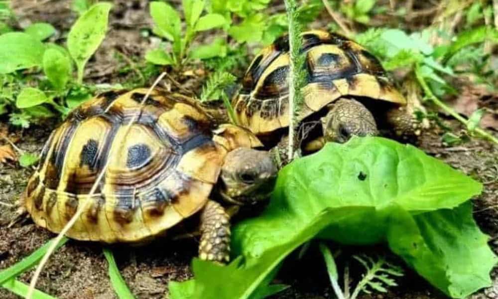 pokarm dla małego żółwia pokarm dla małego żółwia